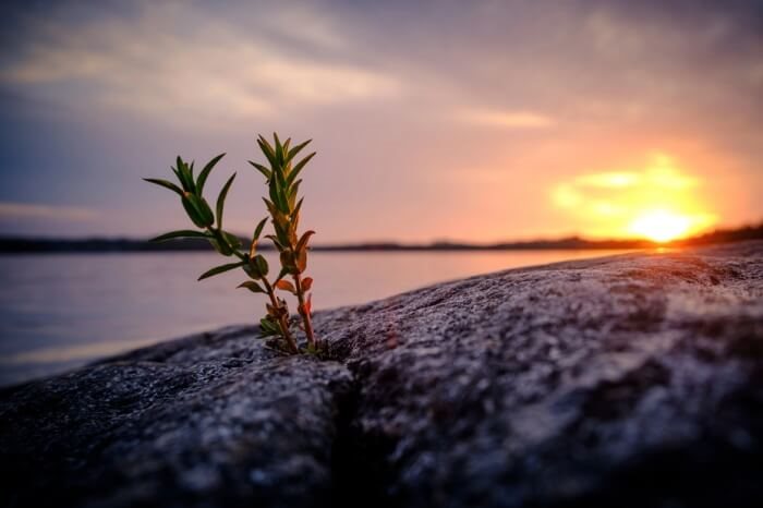 מודל אינטגרטיבי מנטליסטי - מגדל להדרכת הורים וצוותי חינוך